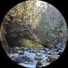forestlover2598
